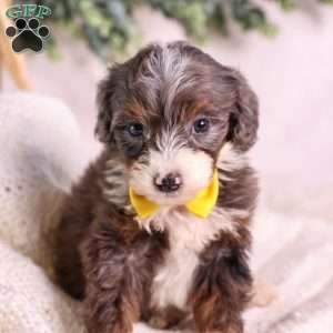 Mochi, Mini Bernedoodle Puppy